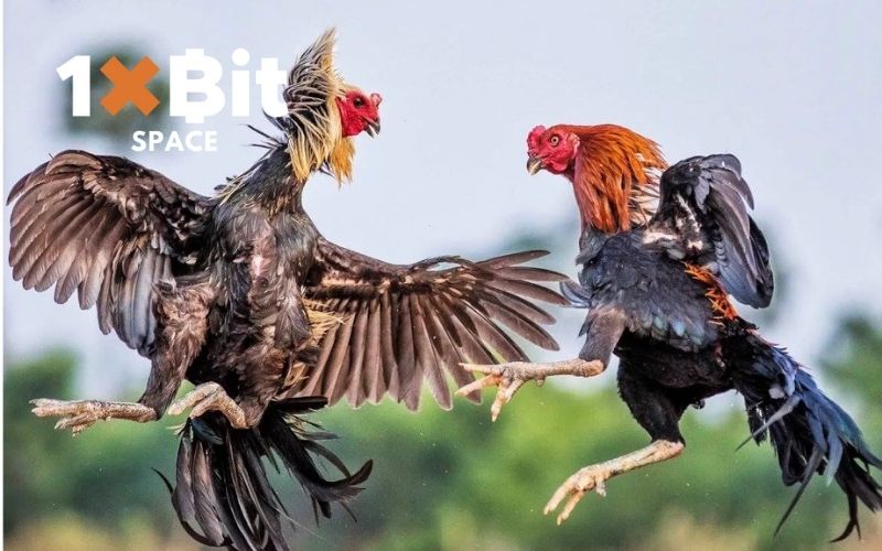 Coi đá gà trực tiếp hôm nay: Trận đấu gay cấn, hấp dẫn 1 coi đá gà trực tiếp